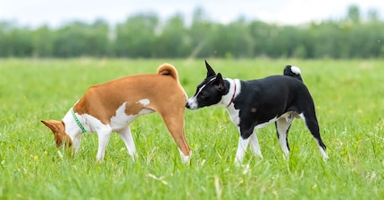 Für uns ein Graus, für Hunde ein Schmaus: Ausscheidungen.