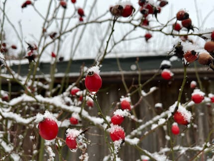 Werden die wilden Rosen im Herbst nicht abgeerntet, kannst du die Hagebutten sogar noch im Schnee pflücken und zu Tee verarbeiten.