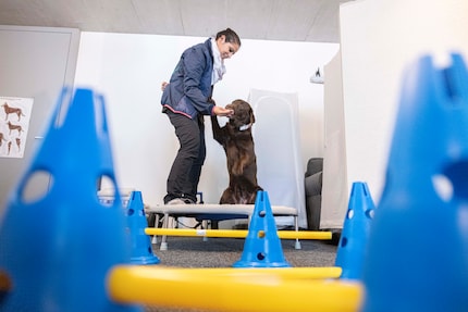 There’s dog pilates on the trampoline by the wall. At the front, the furry friends can do some hurdle jumping.
