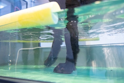 The dog builds muscles and works on her balance on the underwater treadmill.