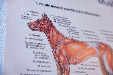 Dog anatomy is similar to ours Binia-Maria Reinmuth-Hürzeler is glad that she had prior knowledge.