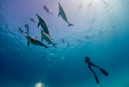 Without air bubbles and the sound of the regulator, marine animals often venture closer to the divers.