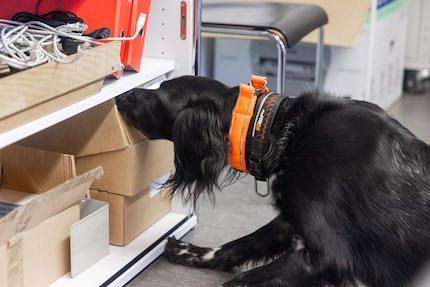 There’s something in there, there’s something in there! Anora can hardly wait for Jörg Guggisberg to open the box she’s sniffed out.