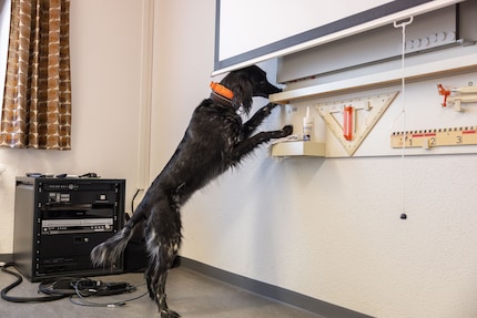 Top marks for Anora: the dog tracks down the cash in no time at all.