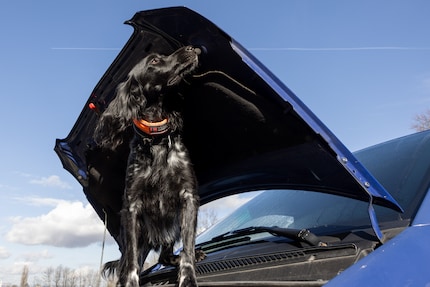 In the final part of the search, Anora sets her sights on the bonnet. This is where the cocaine’s supposed to be.