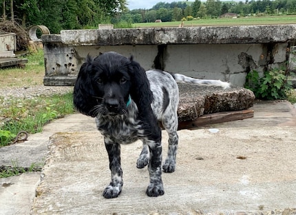 Anora was ten weeks old when she came to Jörg Guggisberg.