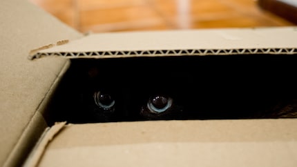 Kijken vanuit een veilige schuilplaats: katten zijn er dol op.