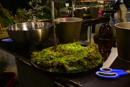 The next step is to give the Kokedama a moss coat.