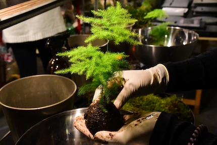 The first step has been taken – my ornamental asparagus is in the dirt.
