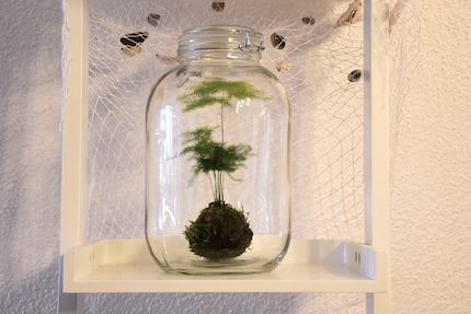 My Kokedama is thriving in its mini-greenhouse.