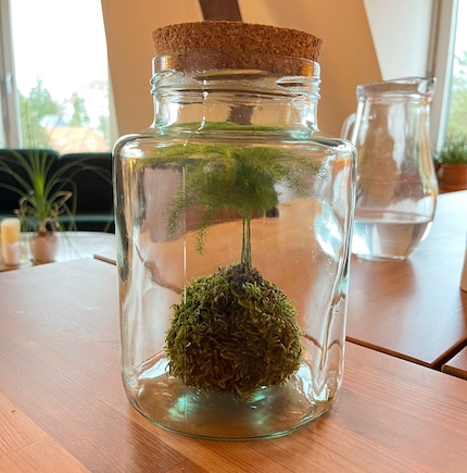 Steffi’s Kokedama looks great on the dining table.