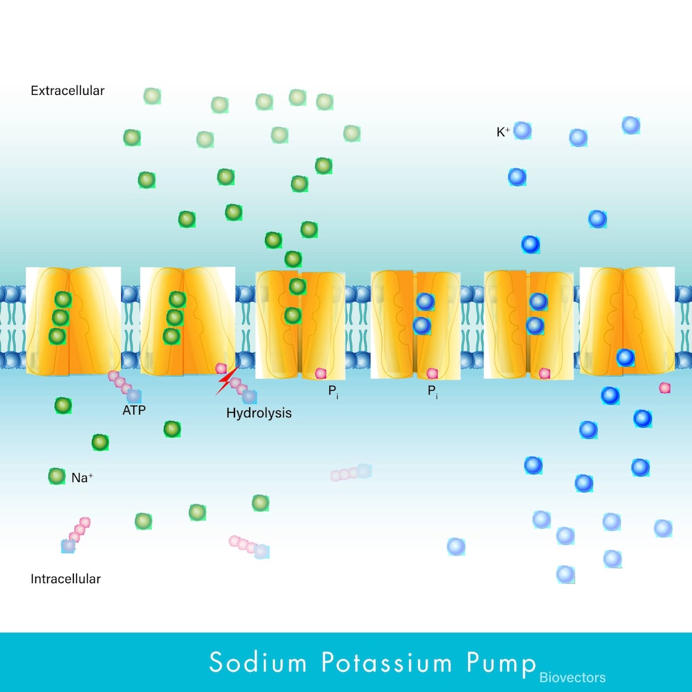 Natrium-kalium pompen gebruiken het mineraal om een concentratiegradiënt op te bouwen op het celmembraan, wat nodig is voor de regulatie van de waterhuishouding, zenuw- en spierprikkeling en het transport van stoffen.