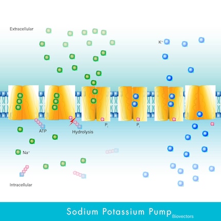 Sodium-potassium pumps use the mineral to build up a concentration gradient at the cell membrane. It’s necessary for the regulation of water balance, nerve and muscle excitation and the transport of substances.