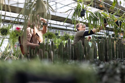 Slangen aaien: je wordt niet gebeten in de jungle van Schafisheim. Je wordt hooguit geprikt.