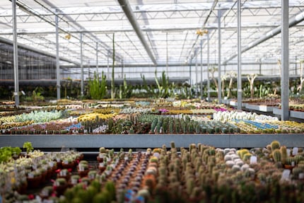 100.000 vetplanten, 800 soorten: het is moeilijk om er hier genoeg van te krijgen.