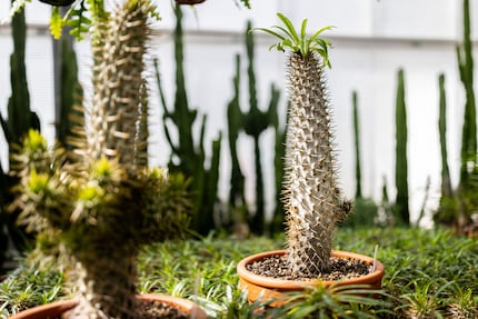 Zo stond de Madagaskarpalm weer rechtop na zijn verblijf in het Kakteen Gautschi spahotel.