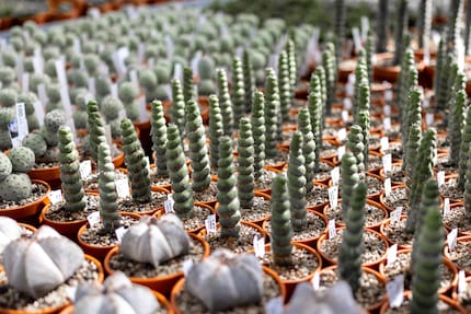 Succulent of twister glacé? Je kunt beter niet in de Eulychnia castanea bijten.