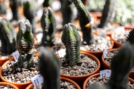 De Crassula pyramidalis heeft de wildste ribbels te bieden.