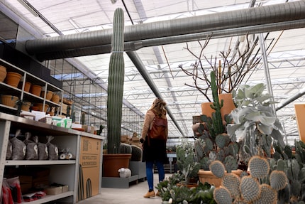 De dwerg en de reus: Ik kan me alleen maar verwonderen over de Pachycereus pringlei.