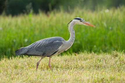 Het oog van de reiger wordt meteen herkend en scherpgesteld.