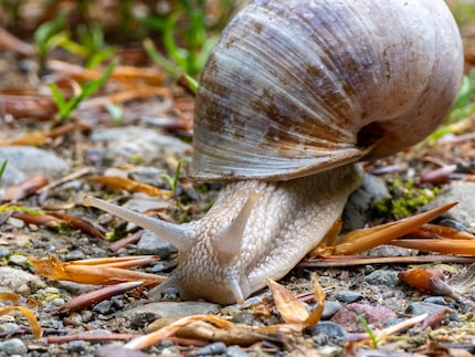 Avec un extrait, cela devient tout de même une macro. Cet extrait a toujours 2465 pixels sur le côté long.