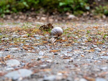 Les macros ne sont pas possibles avec l'objectif utilisé, le GF 45-100mm.