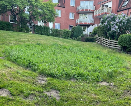 Een klein eilandje van hoog gras op een gemaaid weiland kan helpen.
