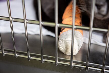 The Chartreux cat waits with its bandaged paw to be discharged from hospital.