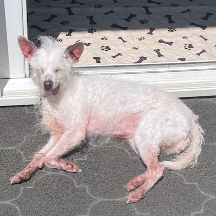 Daisy Mae : une beauté d'un autre genre.