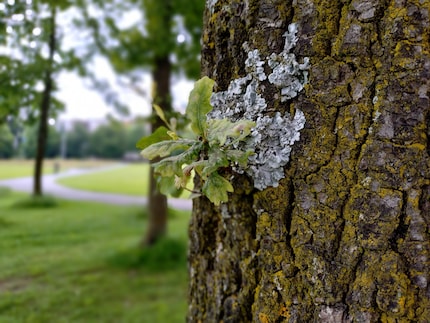 De bokeh is hier enigszins onzinnig gegenereerd, de boomstam is aan de onderkant wazig.