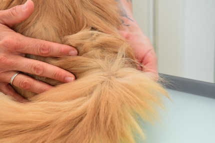 The sebaceous glands on Franky’s tail produce too much oil. This makes the fur stick together.