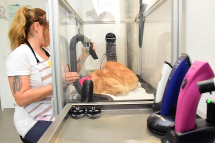This allows Cécile Riner to blow away the cat’s loose hair without any problems.