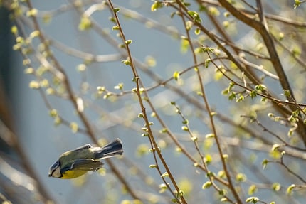 You can only capture blue tits in flight using a large image section, if at all. Scenes such as these require both high resolution and high speed.