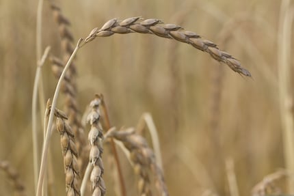 Spelt before it’s harvested.