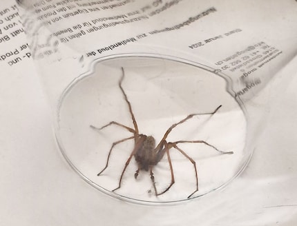 Google Lens dit que cela pourrait être une tégénaire domestique, ni venimeuse, ni dangereuse. Nous l’avons appelée Arnold avant de la raccompagner à l’extérieur.