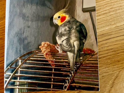 Das ist Iko. Er war mein erster Nymphie. Iko war ein wildfarbener Hahn. Typisch für diesen Farbschlag und das Geschlecht sind der gelbe Kopf und die roten Bäckchen.