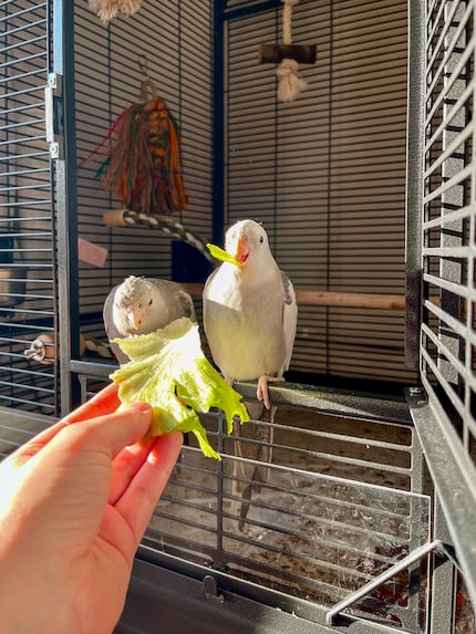 Meine kleinen Salat-Monster. Nymphensittiche können und sollen täglich etwas Obst oder Gemüse essen.