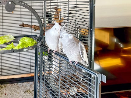 Rio (vorne) und Cookie sind Weißkopf-Nymhies. Ihnen fehlen der gelbe Kopf und die roten Wangen.