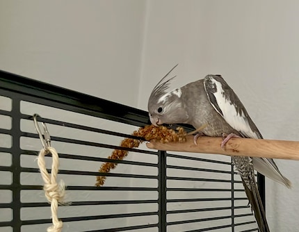 Rio nutzt die Dachterrasse für einen Snack.