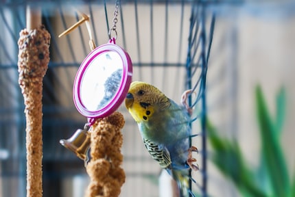 Budgerigars worden ook verliefd op hun eigen spiegelbeeld omdat ze denken dat het een soortgenoot is.