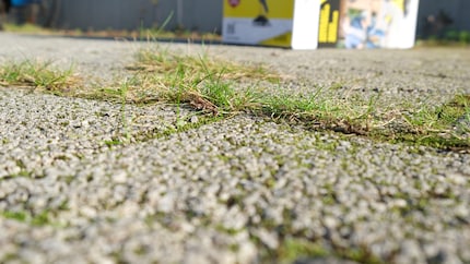 Gras vóór: groeit brutaal uit de voegen.