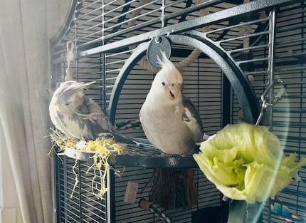 Wenn Rio sich putzt und Cookie seinen heißgeliebten Salat verputzt, landen die Reste auf meinem Fußboden.