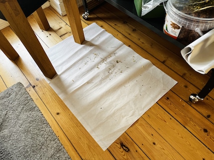 Einen Bogen Papier lege ich vor den Käfig, damit der Dreck, den die Sittiche machen, wenn sie auf ihrer Anflugklappe sitzen, nicht auf den Boden fällt.