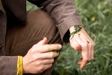 Goodbye, Fenistil: ribwort plantain works on insect bites.