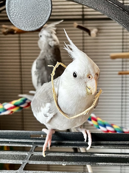 Cookie is obviously proud of his new accessory.