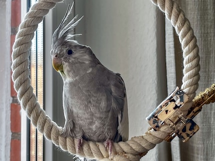 You can see a lot of white feathers coming through on Rio’s face. In a few months, he’ll probably have a completely white mask.