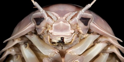 The giant isopod. The only thing missing is the lightsaber, isn't it?