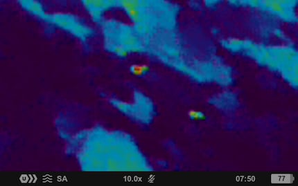 Cow and calf with 10x magnification 600 metres away.