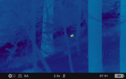 The hind in its bed at 2.5x...