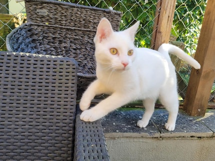 Enrique de kat is nog steeds een beetje terughoudend. Maar goed dat hij zijn maatje Lorenzo heeft.